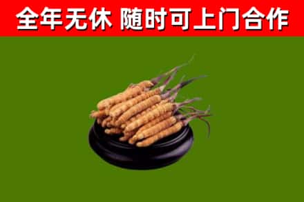 喜德烟酒回收冬虫夏草.jpg