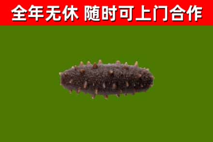 喜德烟酒回收干海参.jpg